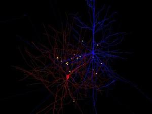 Un 'beso' entre neuronas.