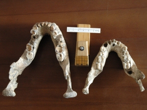 Comparativa entre dos de las mandíbulas de Dmanisi. |J.M.B.C.